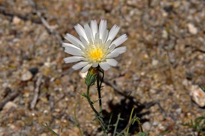 White Tackstem blooms in early spring from February to June in the Mojave and Sonoran Deserts. Plants grow up to 12 inches more or less. Calycoseris wrightii